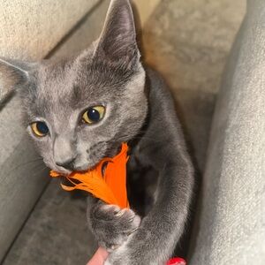 Meet your Posher, Alexis